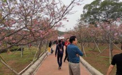 广州南沙蕉门樱花（南沙哪里有樱花看）