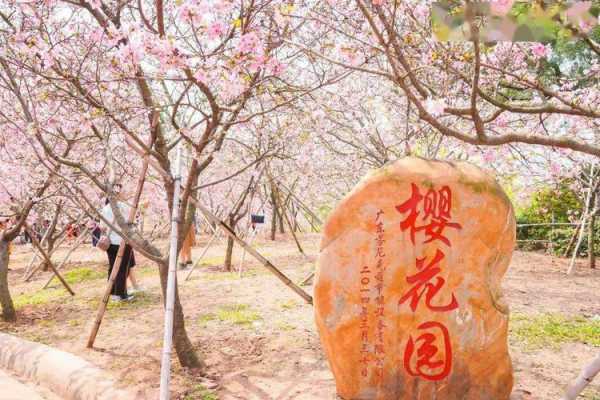 广州南沙蕉门樱花（南沙哪里有樱花看）-图2