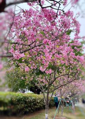 广州南沙蕉门樱花（南沙哪里有樱花看）-图3