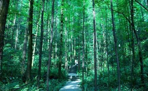 重庆的森林公园（重庆的森林公园有几个）